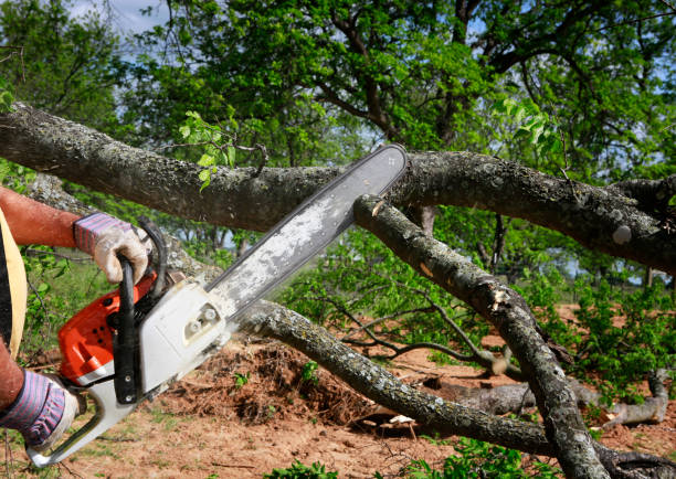 Tree and Shrub Care in Morgans Point Resort, TX